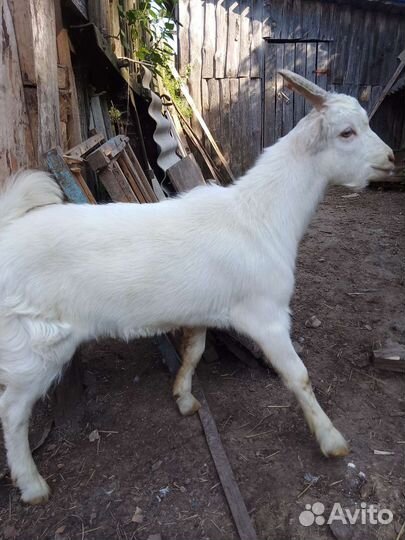 Козлёнок Порода Ламанча
