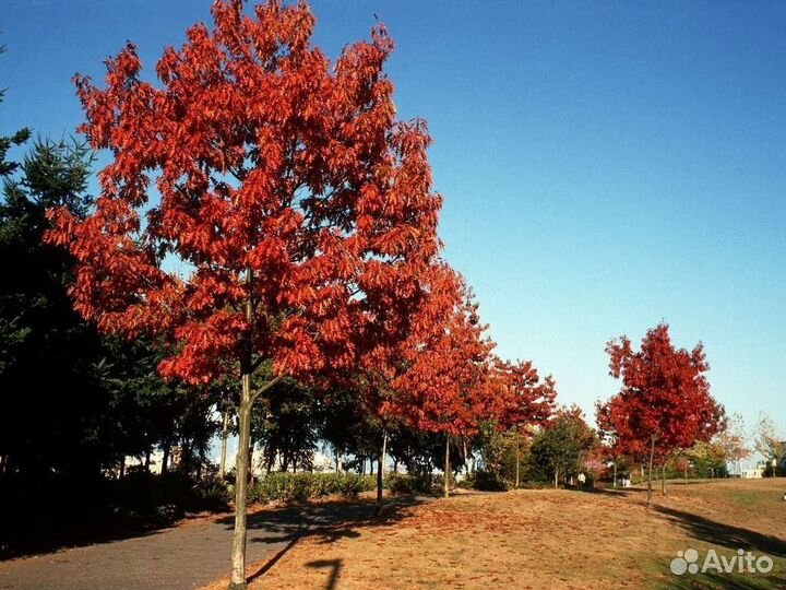 Дуб красный