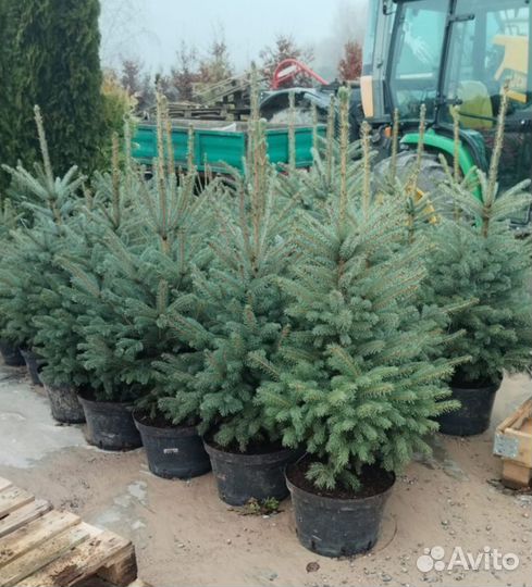 Ель голубая (оптом)