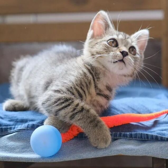 Котёнок в добрые руки