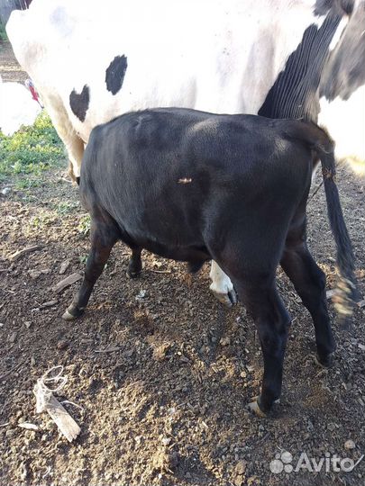 Телята бычек