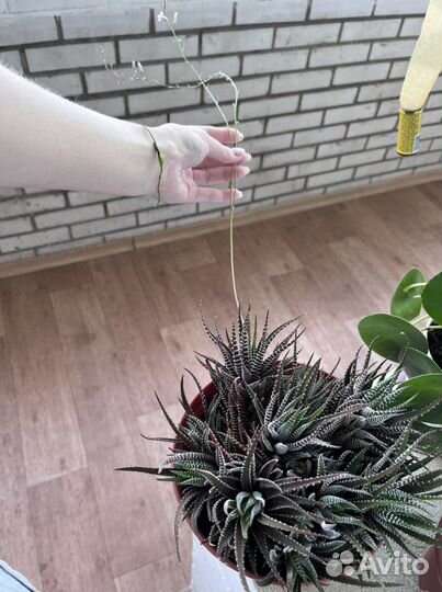 Хавортия полосатая