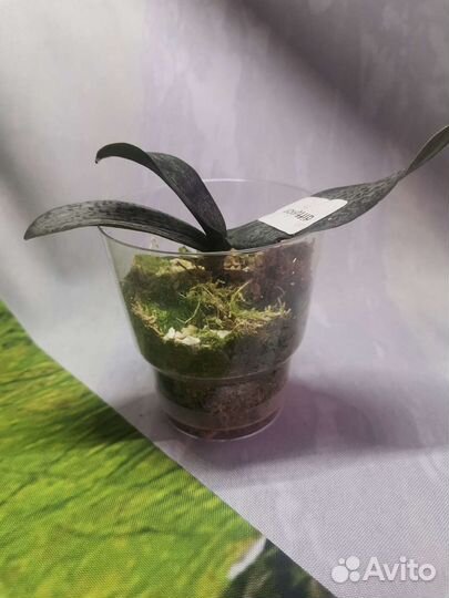 Орхидея подросток Diffuzion. Парфюмерная фабрика