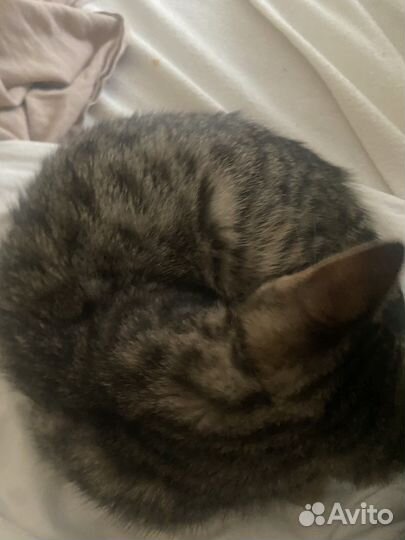 Котенок