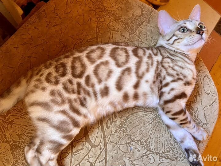 Бенгальский котенок минк девочка