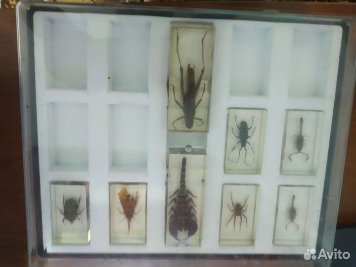 Коллекция Насекомые
