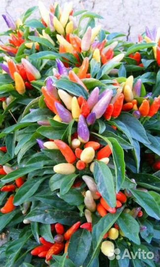 Рассада перца на подоконнике