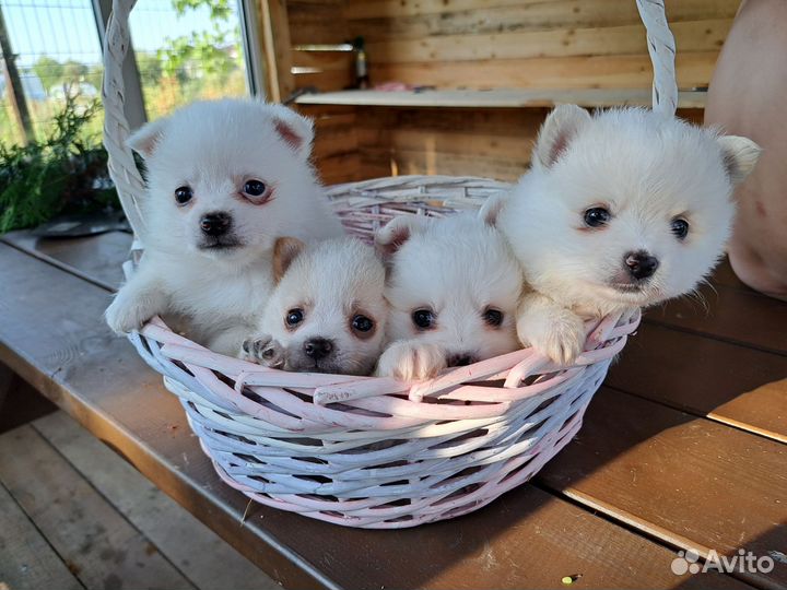 Метис шпиц/чихуахуа