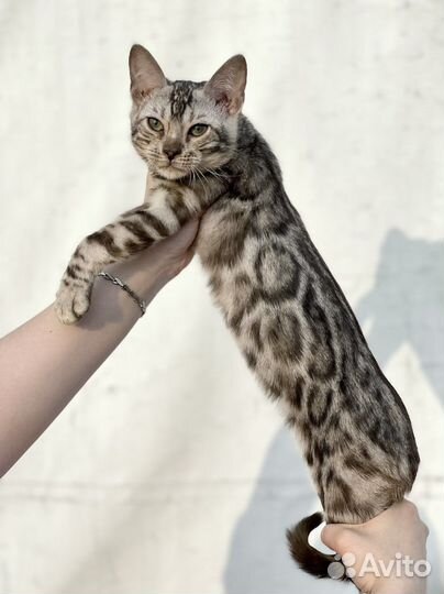 Бенгальский шикарный котёнок мальчик Серебро