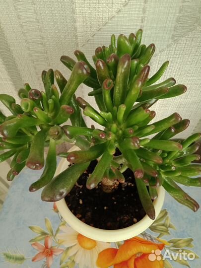 Цветы домашнии