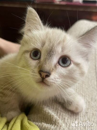 Отдам котенка породы Невская маскарадная