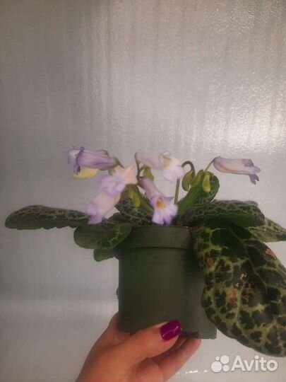 Стрептокарпус Симпатичная черепаха (Pretty turtle)