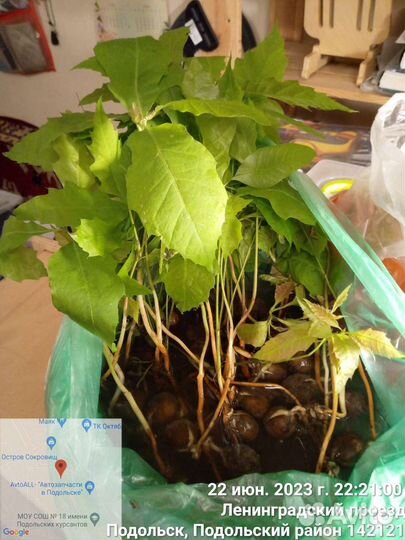 Дуб красный. Саженцы. Сеянцы