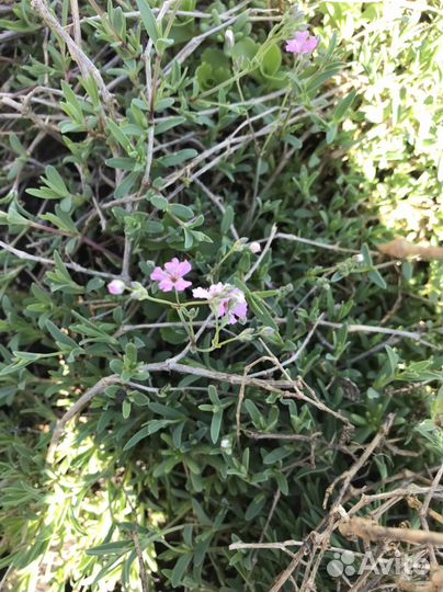 Многолетник