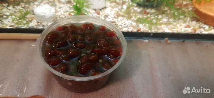 Растения,креветки,сомики,улитки