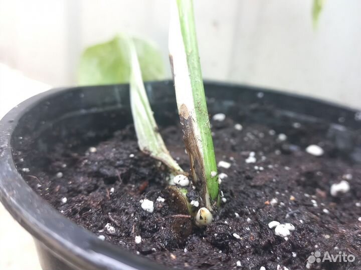 Монстера альба