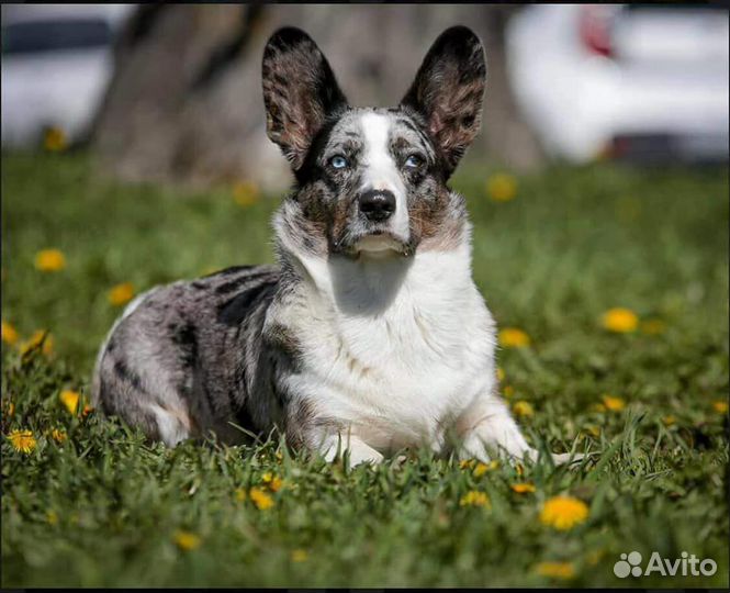 Вельш Корги Кардиган (Вязка)