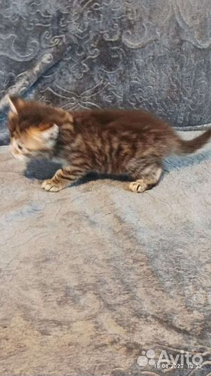 Полу бенгалы