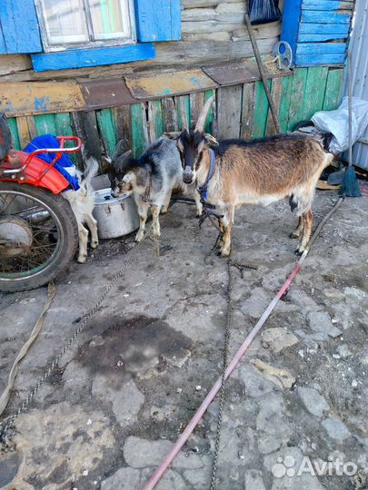 Продаю козу и двух козлят