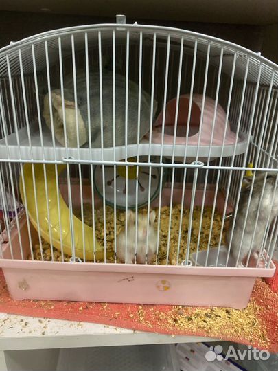 Хомяки джунгарики с клеткой