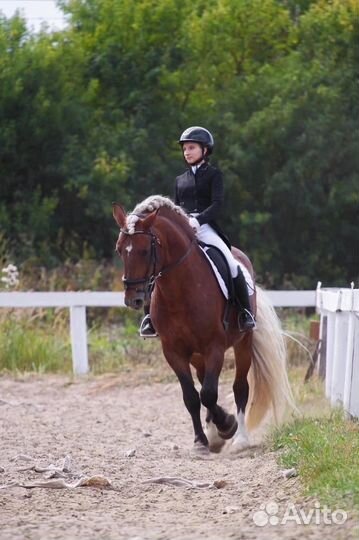 Продажа лошадей