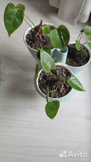 Антуриум детки