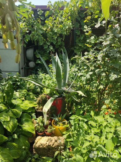 Агавы многолетние