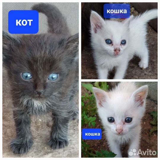 Отдам котят в добрые руки