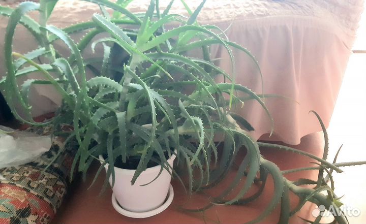 Алоэ лечебный