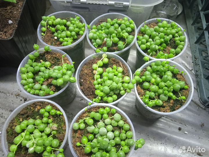 Крестовник Роули