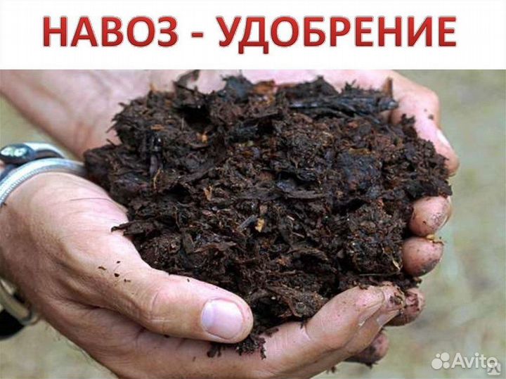 Навоз Коровий