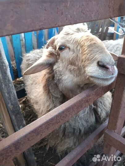 Баран породисты 10 месяцев гисар