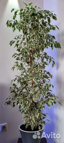 Фикус бенджамина большой