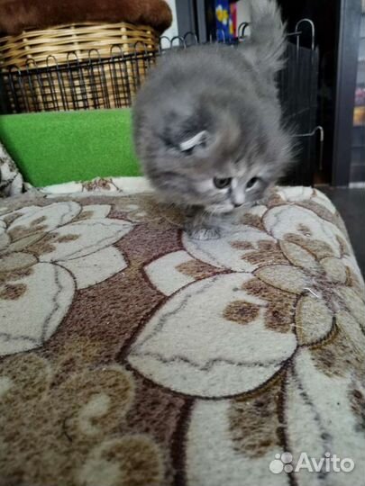 Шотландские вислоухие котята