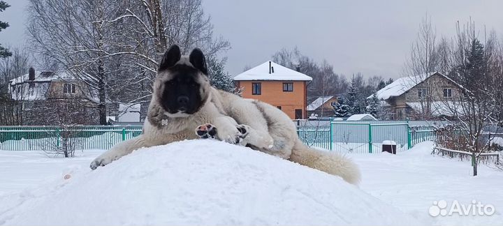 Щенки американской акиты