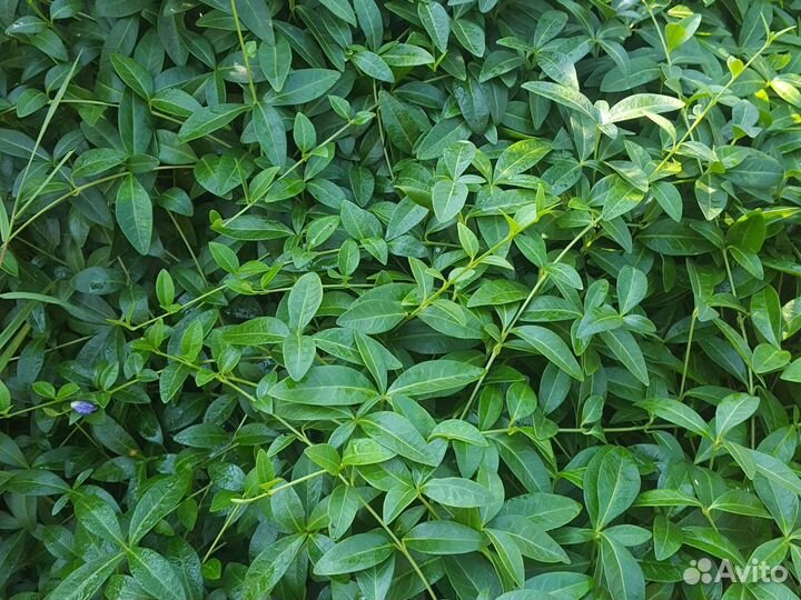 Барвинок вьющийся/многолетник