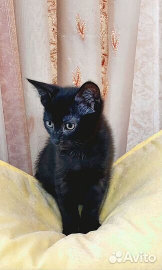 Фортунята