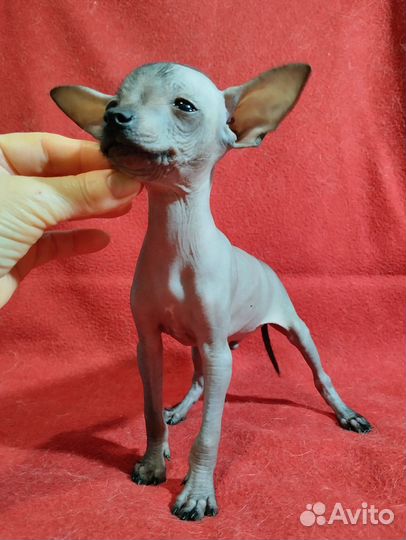 Голые тойтерьеры