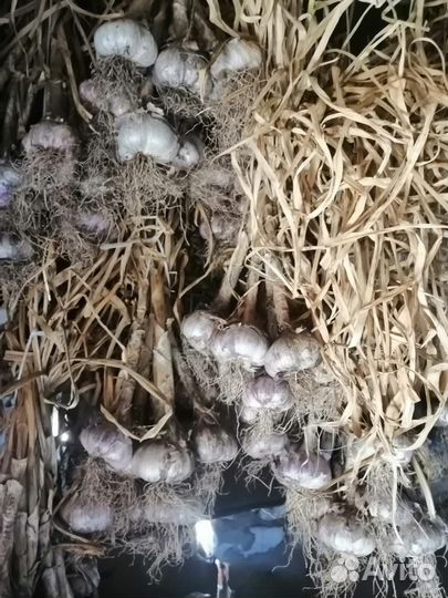 Чеснок домашний