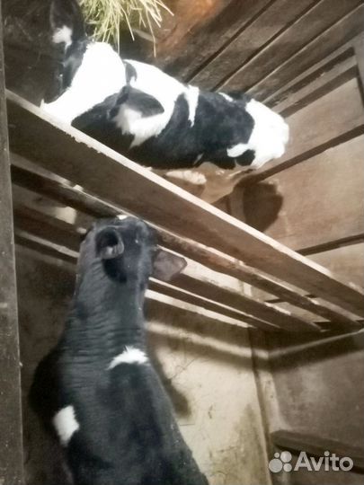 Продаются два бычка