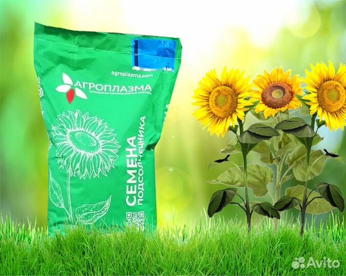 Семена подсолнечника Джоя (Экспресс) Гибриды