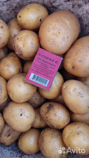 Морковь, Свёкла, Картошка