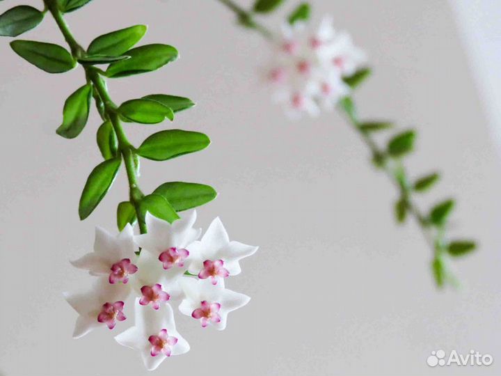 Хойя Вибелла (Hoya Weebella)