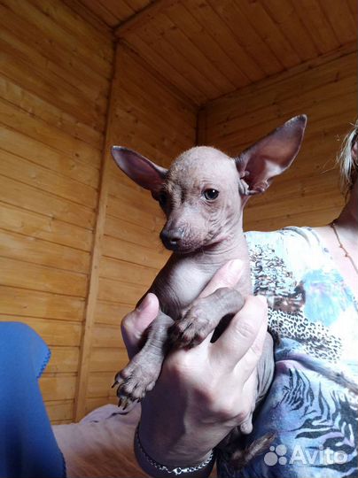 Щенки ксолоитцкуинтли (мексиканская голая собака)