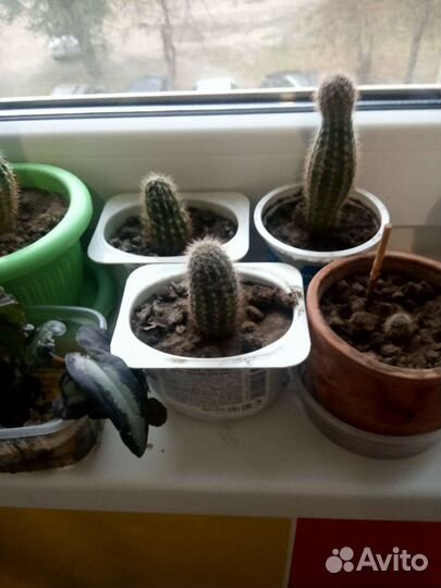 Комнатные цветы