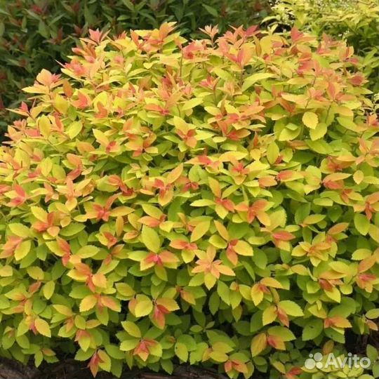 Спирея японская Макрофилла