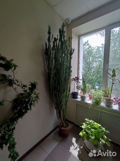 Кактус молочай
