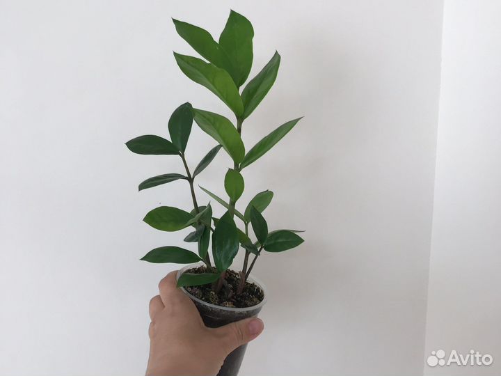 Замиокулькас