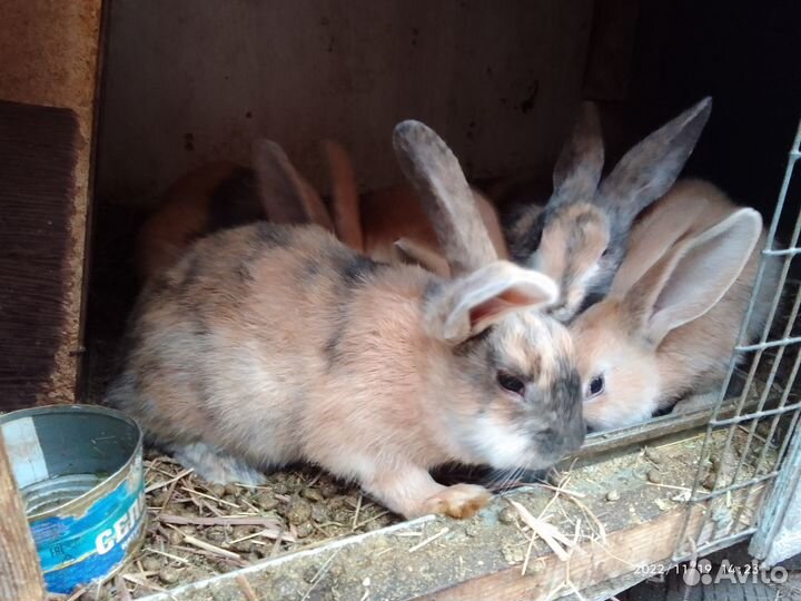 Кролики породы бургундские