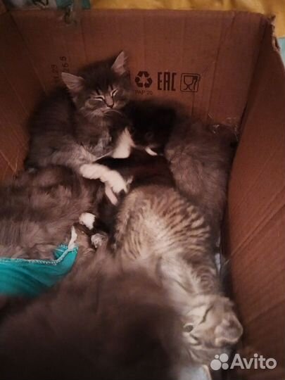 Котятки
